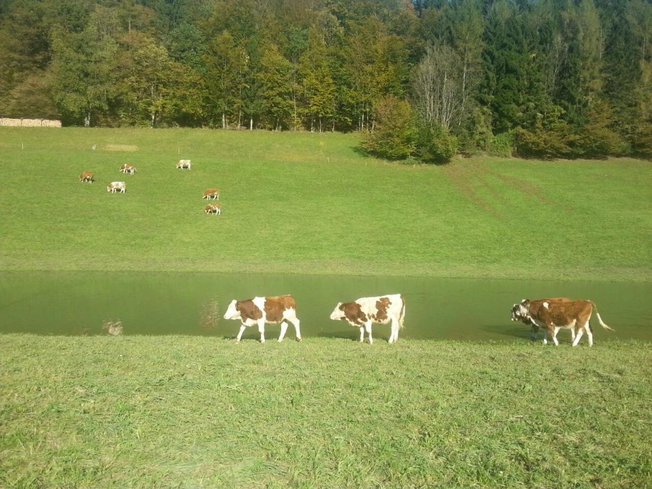 Hauslhof Sankt Wolfgang im Salzkammergut Exterior foto